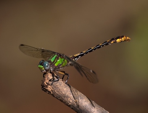 Male
2008_05_07_Oglethorpe